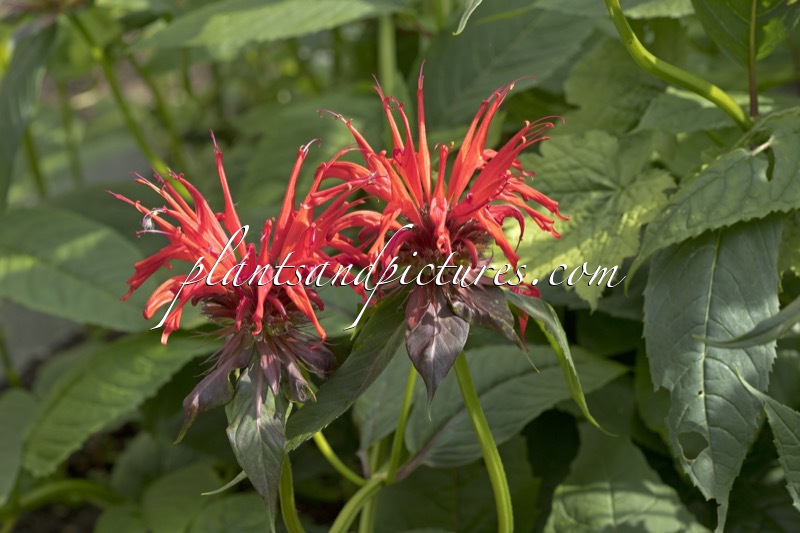 Monarda ‘Jacob Cline’