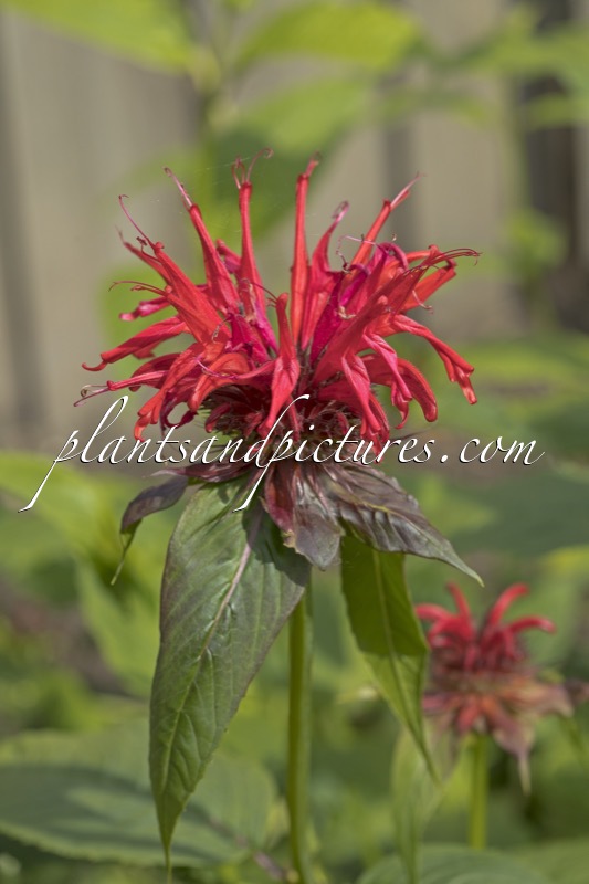 Monarda ‘Jacob Cline’