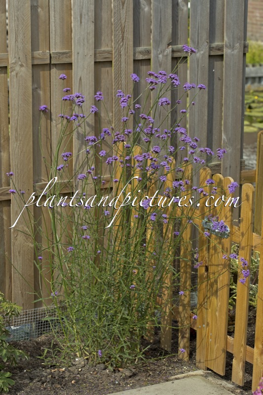 Verbena bonariensis ‘Verbdf’