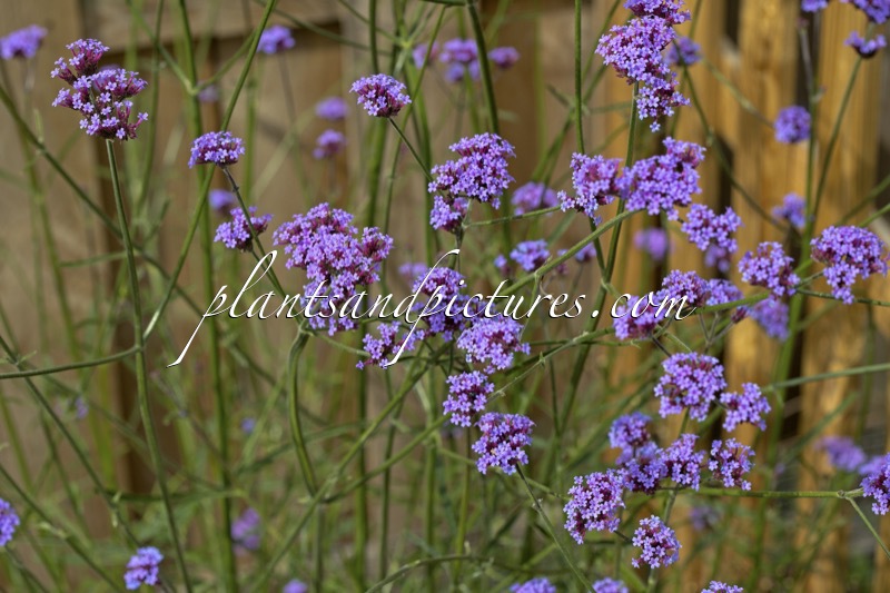 Verbena bonariensis ‘Verbdf’