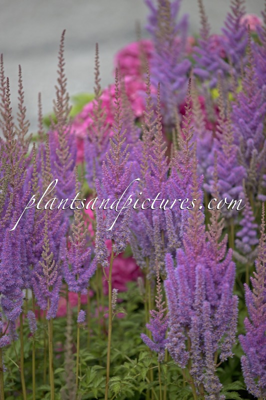 Astilbe chinensis
