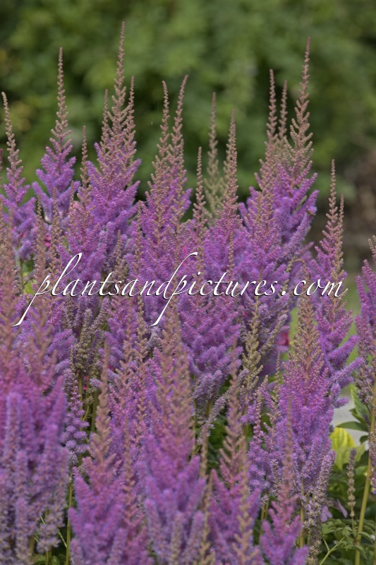 Astilbe chinensis