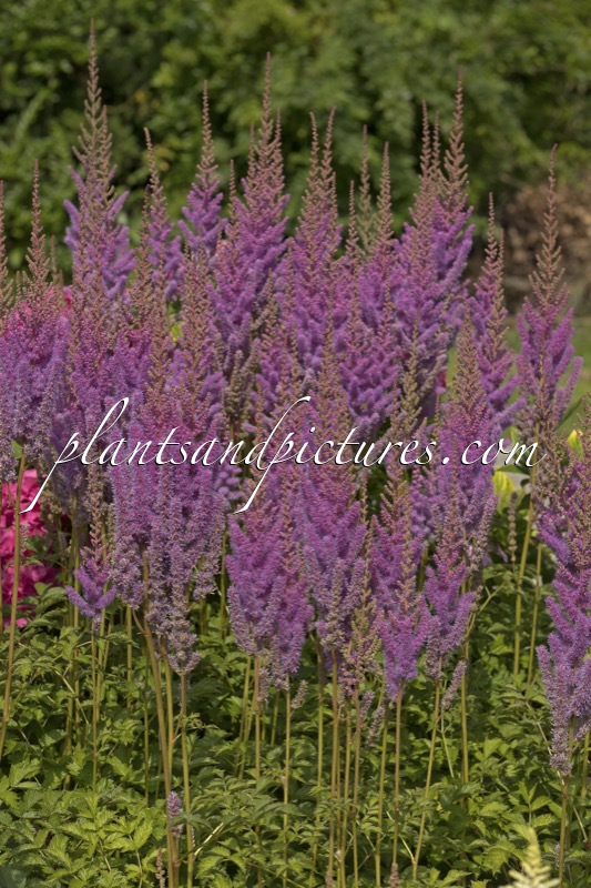 Astilbe chinensis