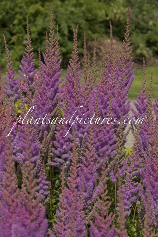 Astilbe chinensis
