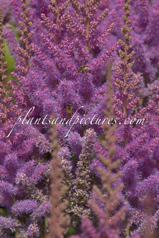 Astilbe chinensis