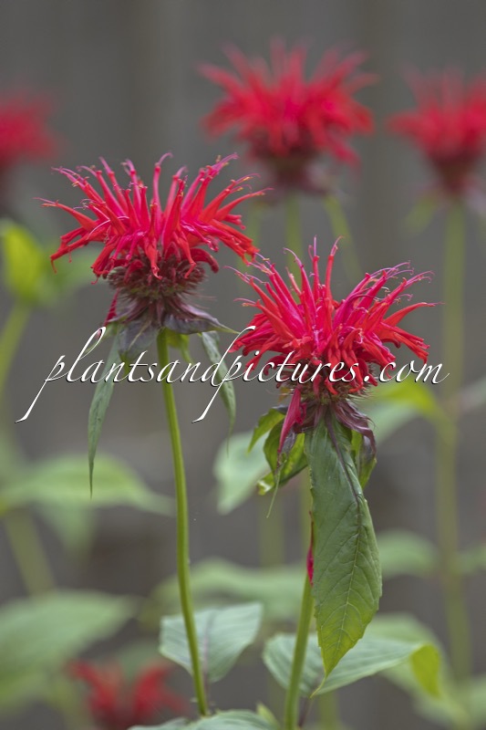 Monarda ‘Jacob Cline’