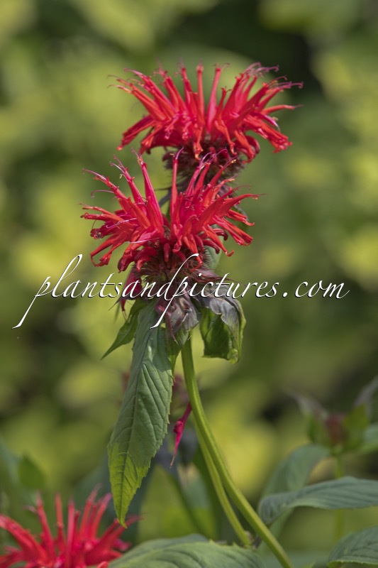 Monarda ‘Jacob Cline’