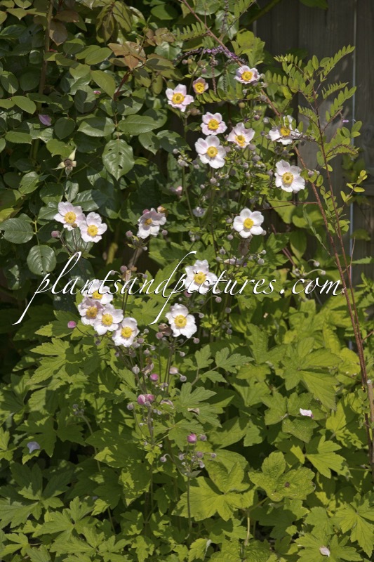 Anemone hupehensis ‘Praecox’