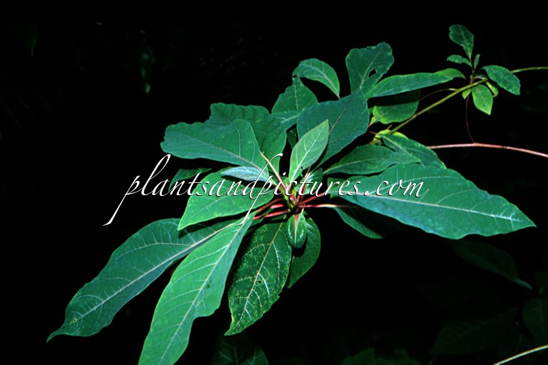 Sassafras randaiense