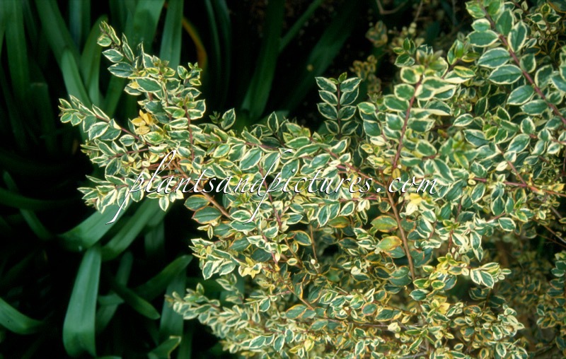 Luma apiculata ‘Glanleam Gold’