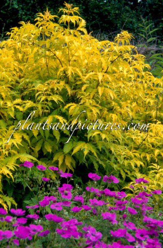 Sambucus racemosa ‘Plumosa Aurea’