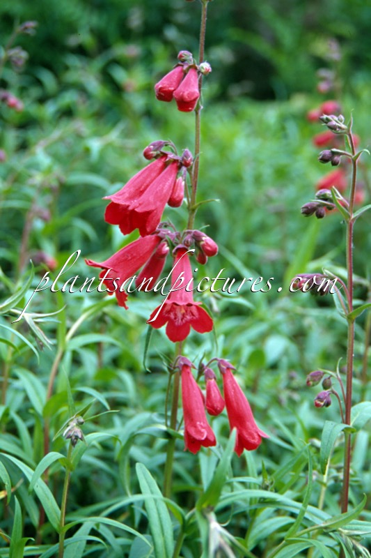 Penstemon ‘Chester Scarlet’
