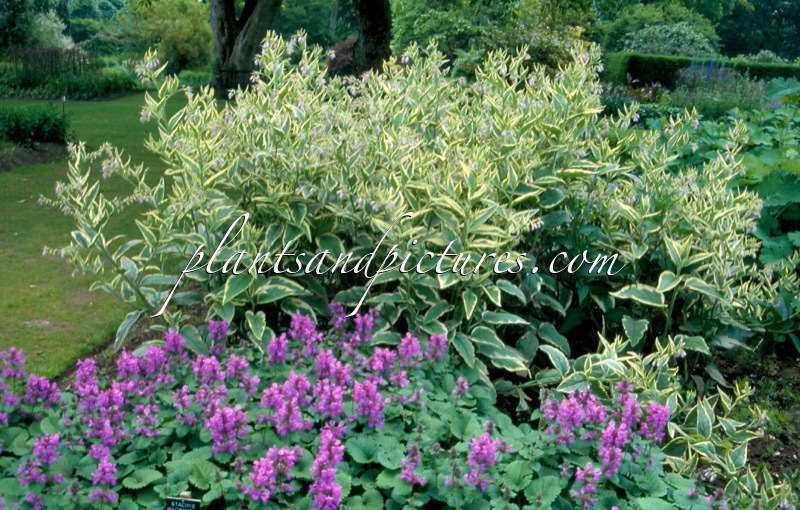 Symphytum uplandicum ‘Variegatum’