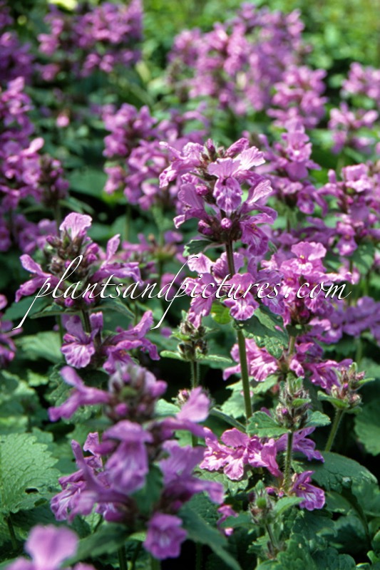 Betonica macrantha ‘Robusta’