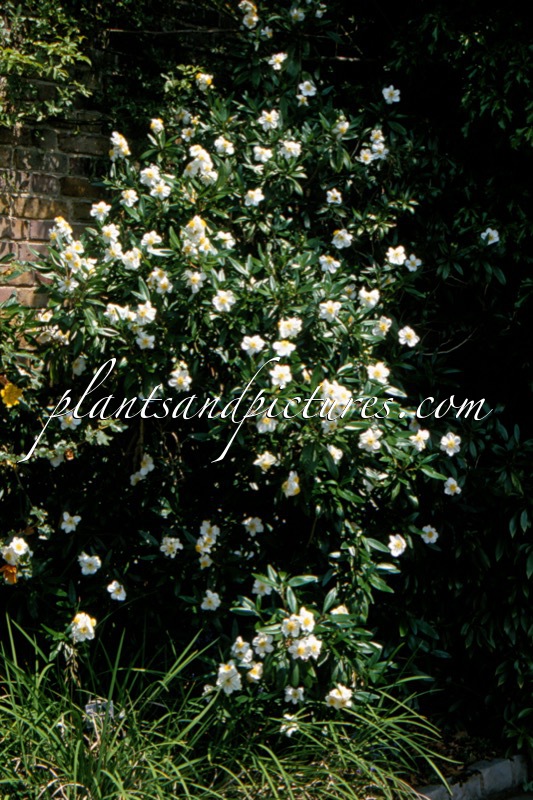 Carpenteria californica