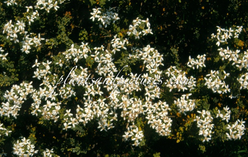 Olearia moschata