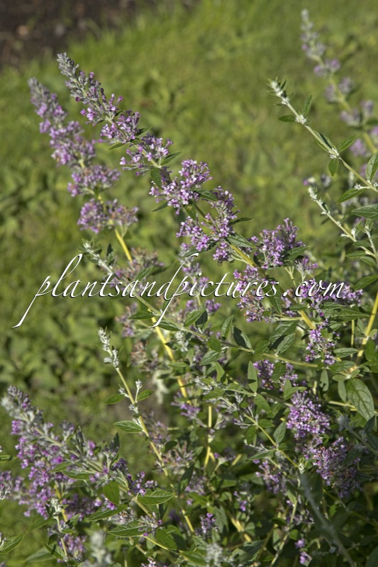 Buddleja alternifolia ‘Pmoore12’ (UNIQUE)