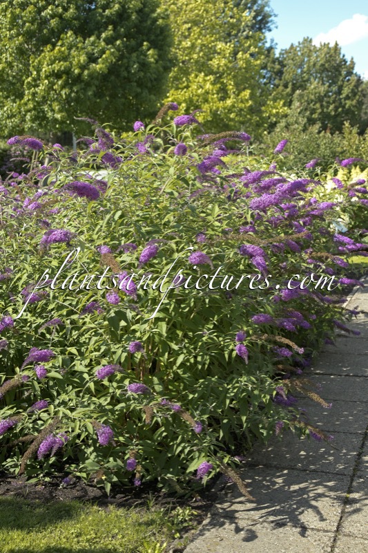 Buddleja davidii ‘Sophie’