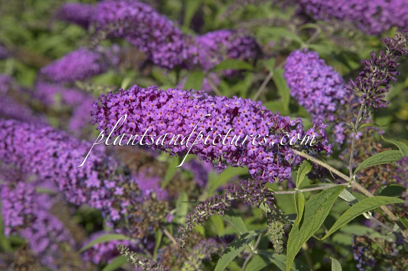 Buddleja davidii ‘Sophie’