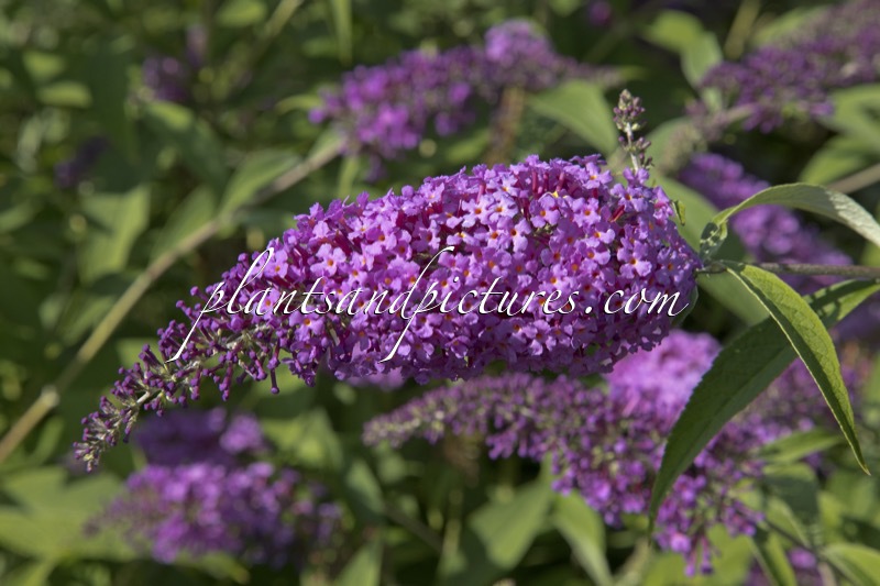 Buddleja davidii ‘Sophie’