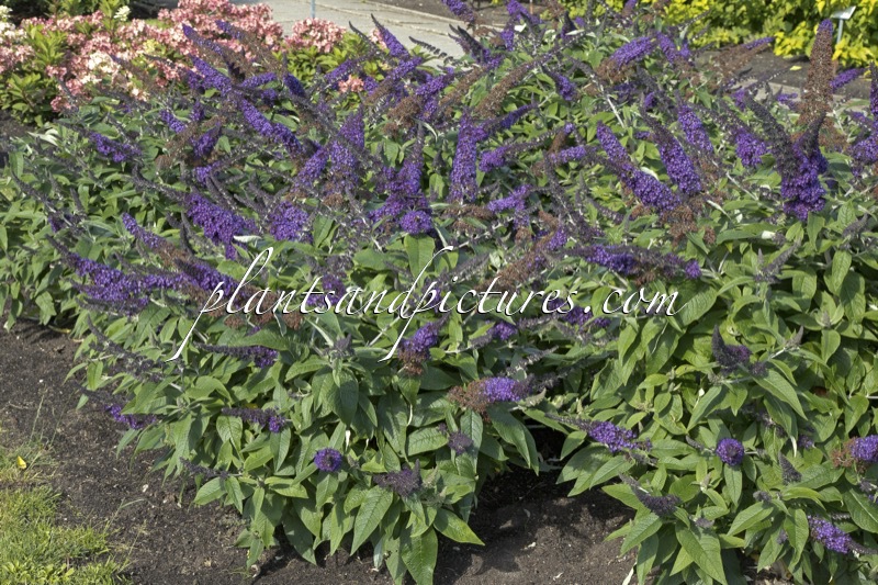 Buddleja davidii ‘SMNBDBT’ (ROCKETSTAR INDIGO)
