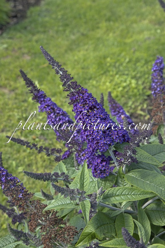 Buddleja davidii ‘SMNBDBT’ (ROCKETSTAR INDIGO)