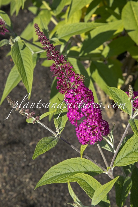 Buddleja ‘Miss Ruby’