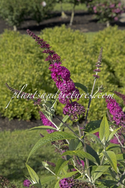 Buddleja ‘Miss Ruby’