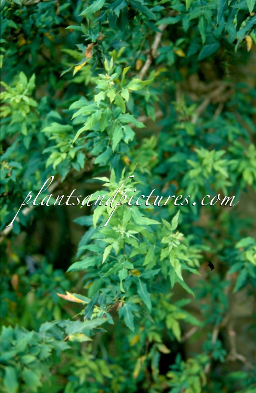 Mahonia nevinii