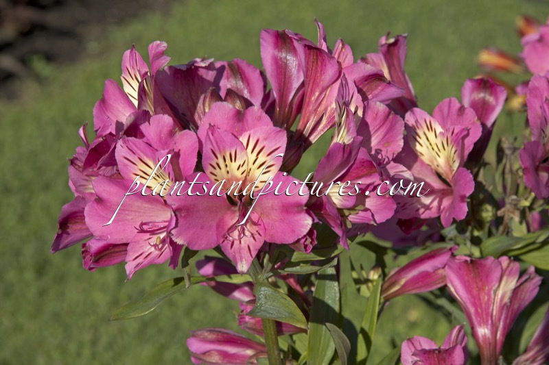 Alstroemeria ‘Tessumsaint’ (SAINT)