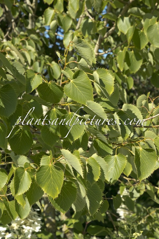 Tilia henryana