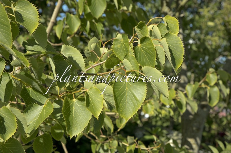 Tilia henryana