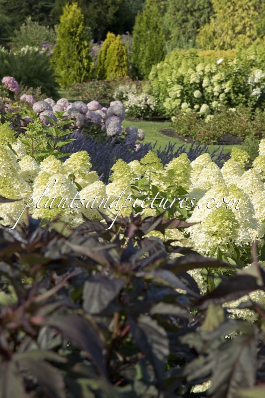 Sortimentstuin Harry van de Laar