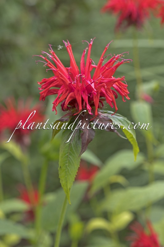 Monarda ‘Jacob Cline’