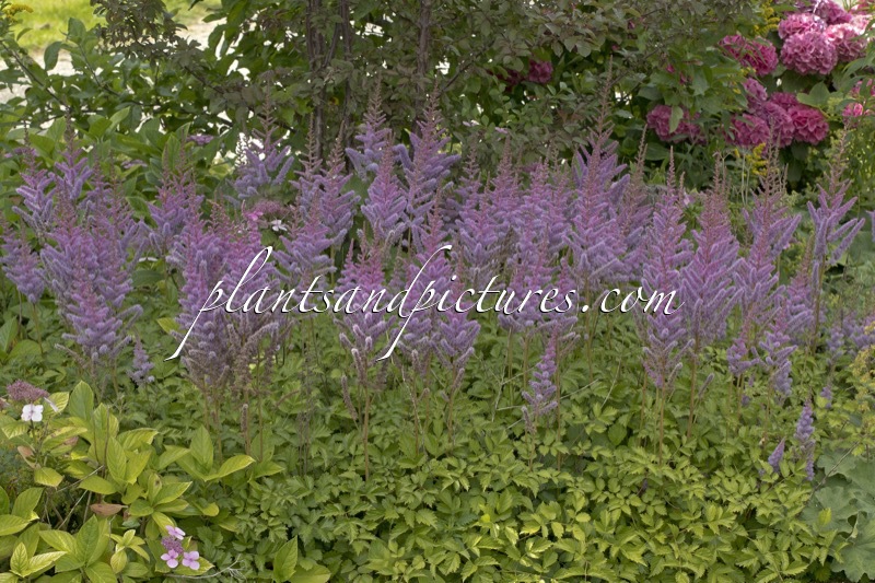 Astilbe chinensis