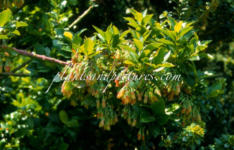 Vaccinium cylindraceum