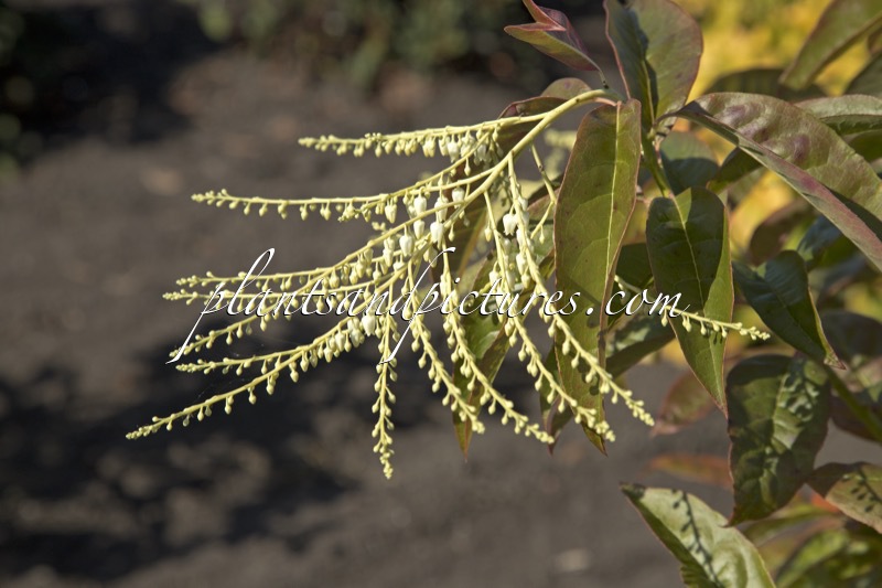 Oxydendrum arboreum