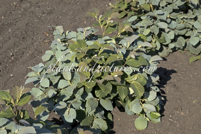 Fothergilla intermedia ‘Blue Shadow’