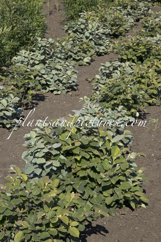 Fothergilla intermedia ‘Blue Shadow’