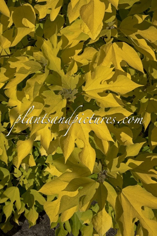 Broussonetia papyrifera ‘Golden Shadow’