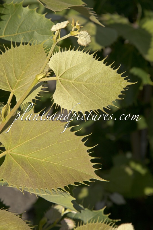Tilia henryana