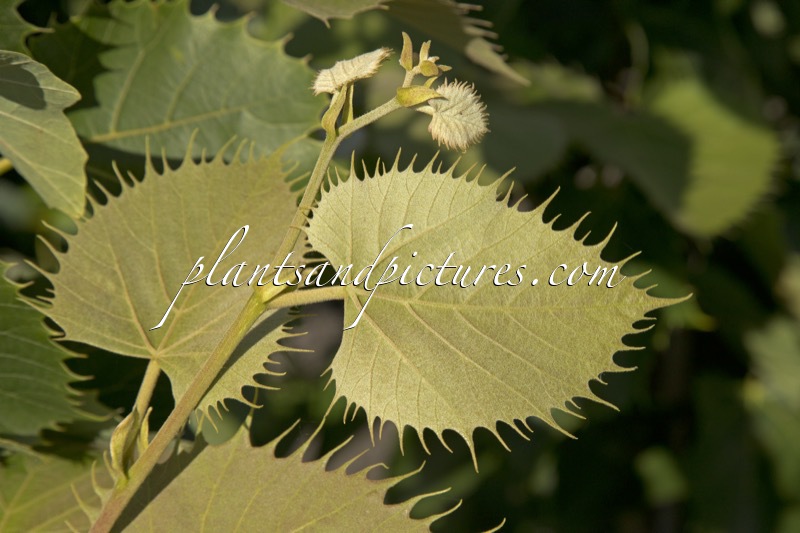 Tilia henryana