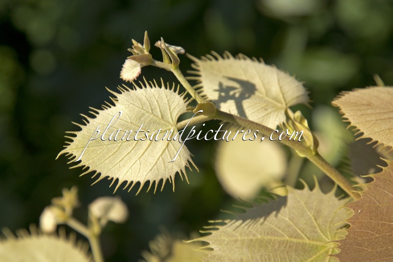 Tilia henryana