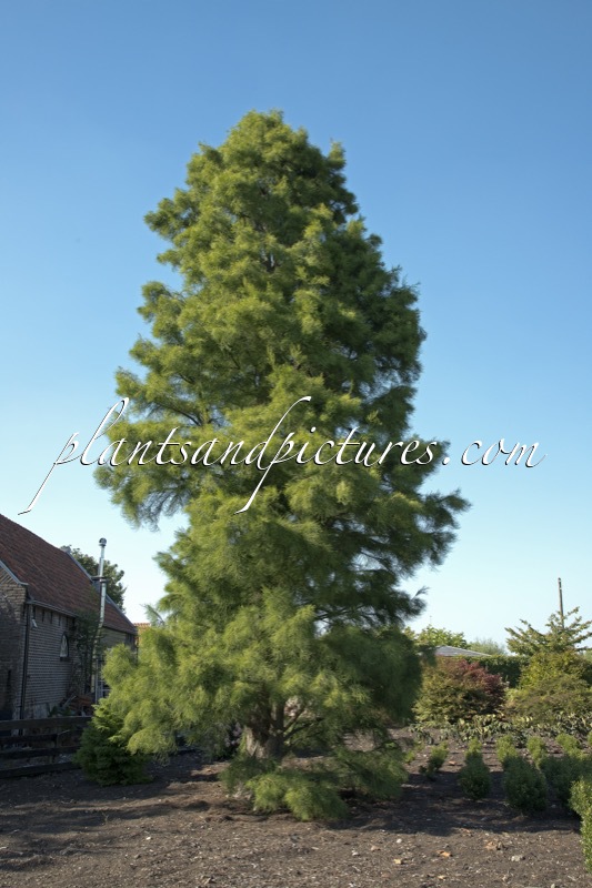 Taxodium distichum var. imbricatum