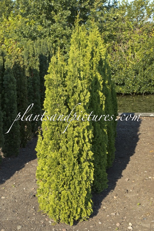 Thuja occidentalis ‘Degroot’s Spire’