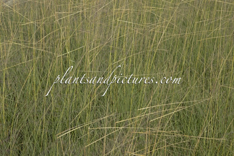 Sporolobus airoides ‘Delicatesse’ (JS DELICATESSE)