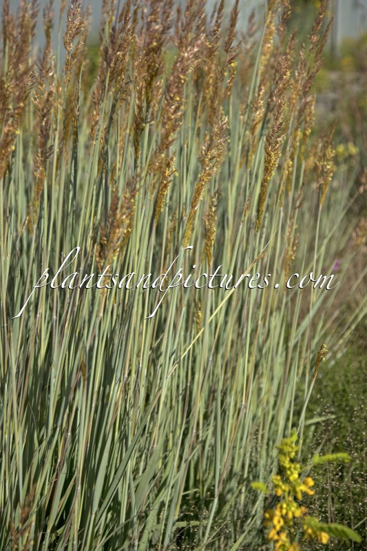 Sorghastrum nutans ‘Winnetou’s Squaw’ (JS WINNETOU’S SQUAW)