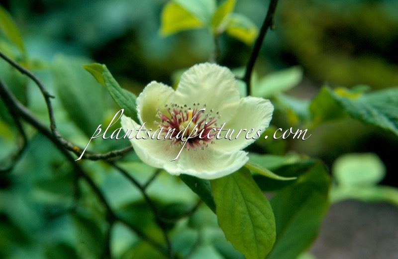 Stewartia malacodendron