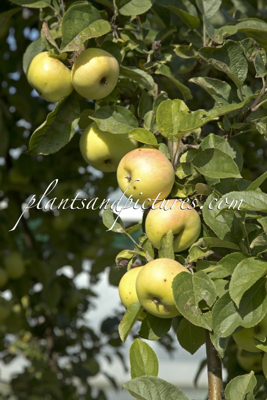 Malus domestica ‘Reinette de Champagne’