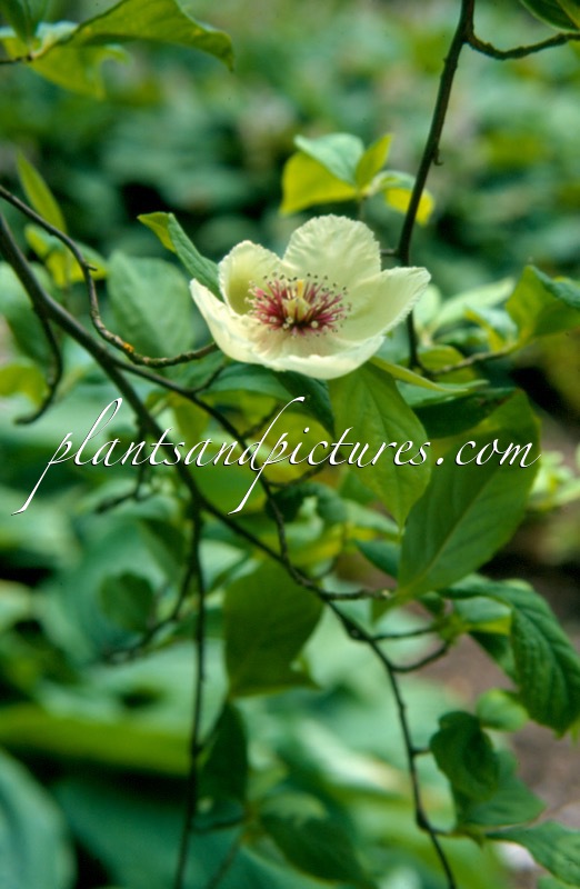 Stewartia malacodendron